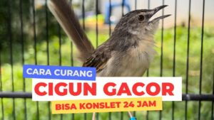 Gacor 24 Jam: Tips & Trik Menjadi Master Burung Gacor